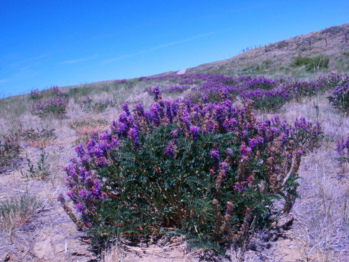 Vetch (aka Loco Weed).